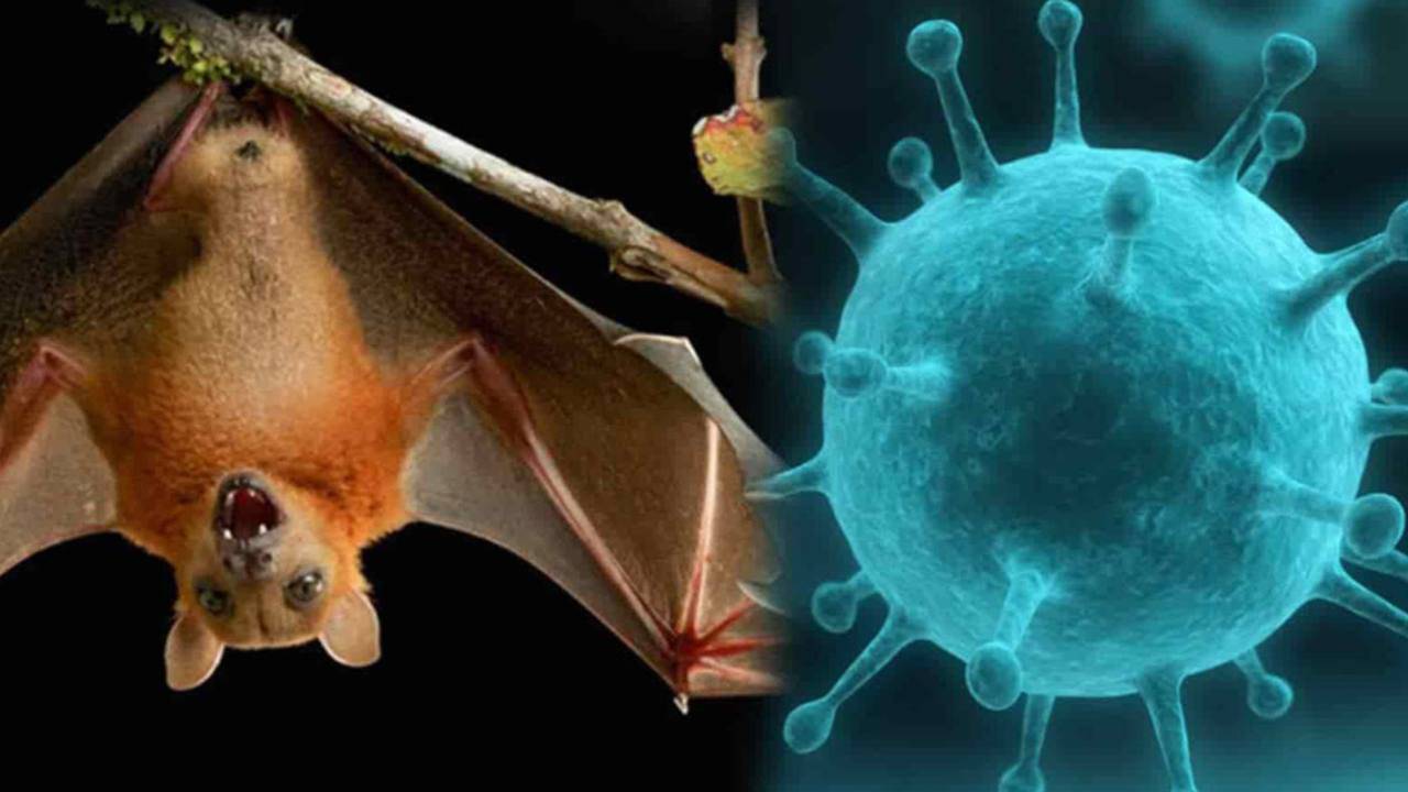 virus nipah