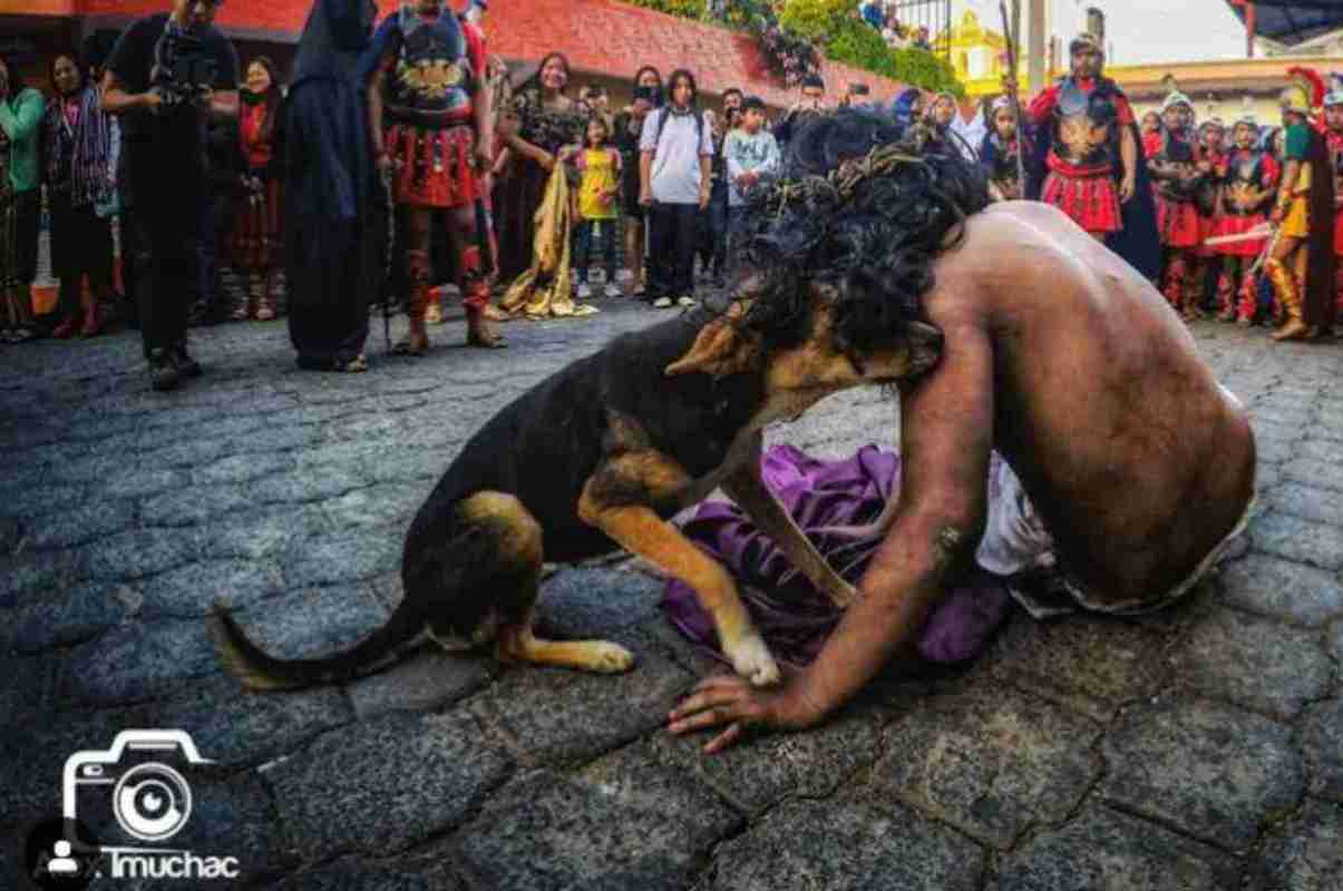 Cucciolo interrompe la Via Crucis per consolare Gesù: immagine diventa virale